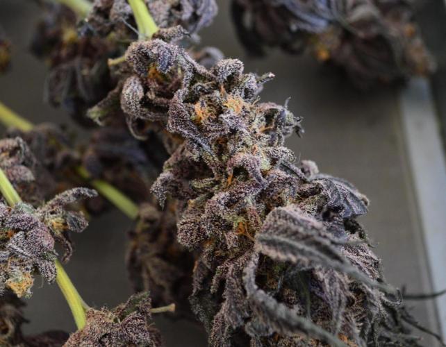 •OceanTruffle • Clones•. Week 19