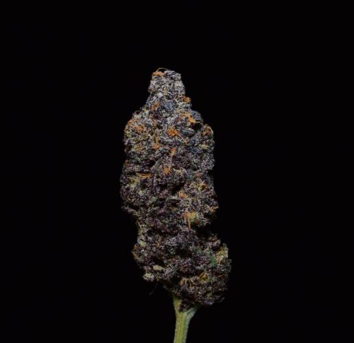 •OceanTruffle • Clones•. Week 19