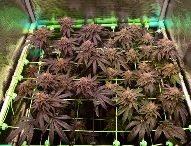 • Truffle • Rosa •. Week 16 - D112/63F