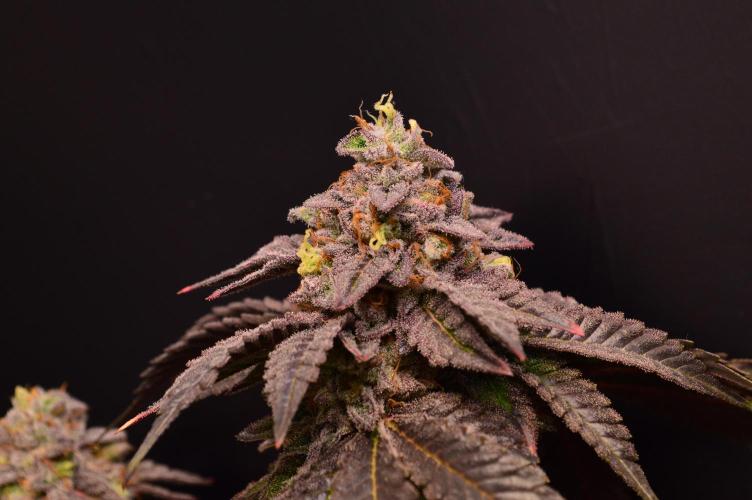 • Truffle • Rosa •. Week 16