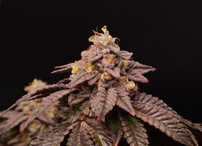 • Truffle • Rosa •. Week 16