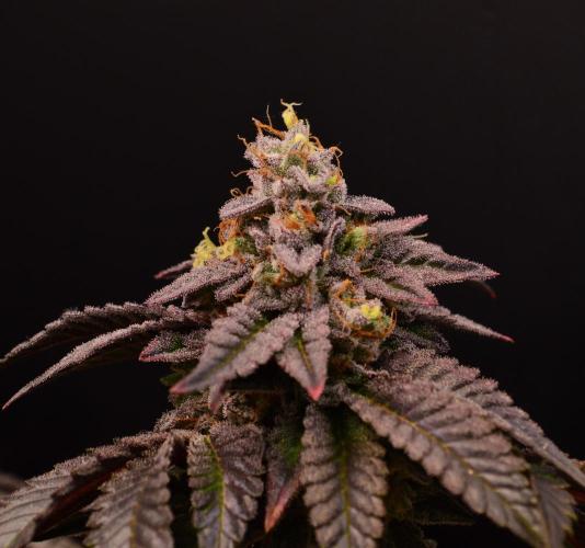 • Truffle • Rosa •. Week 16