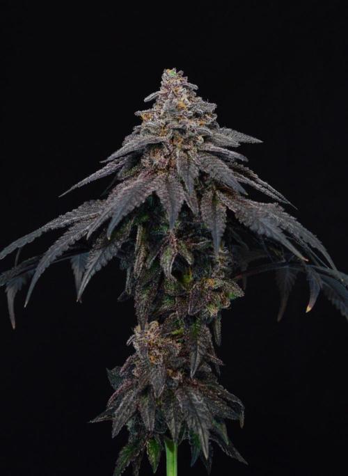 Robin Hood Seeds - Ocean Truffle by GanjaGecko