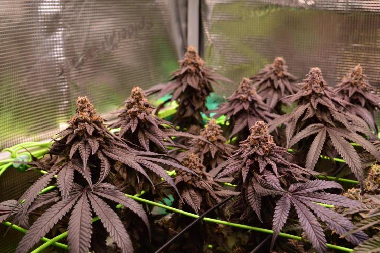 • Truffle • Rosa •. Week 17 - OceanTruffle//D115/66F