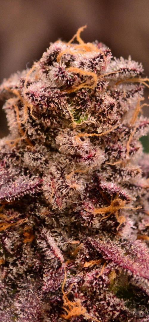 • Truffle • Rosa •. Week 17