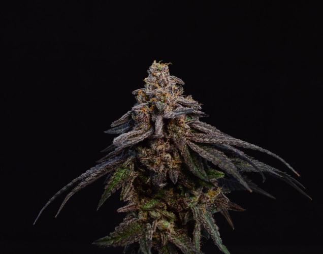 • Truffle • Rosa •. Week 17