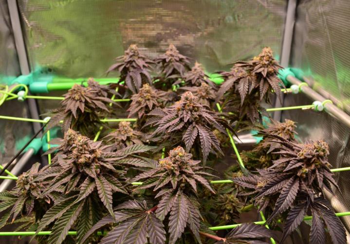 • Truffle • Rosa •. Week 17 - OceanRosa//D115/66F