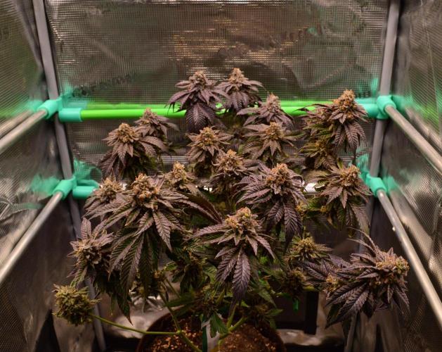 • Truffle • Rosa •. Week 17 - OceanRosa/D119/70F