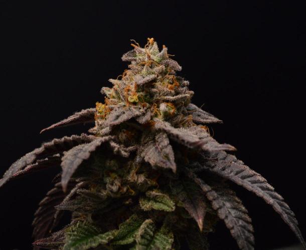 • Truffle • Rosa •. Week 17