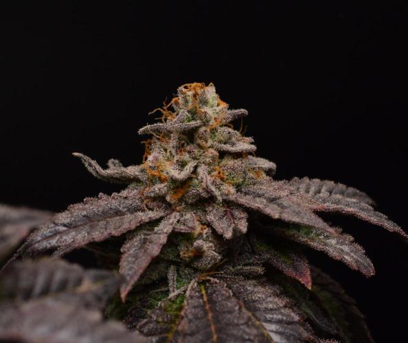 • Truffle • Rosa •. Week 17