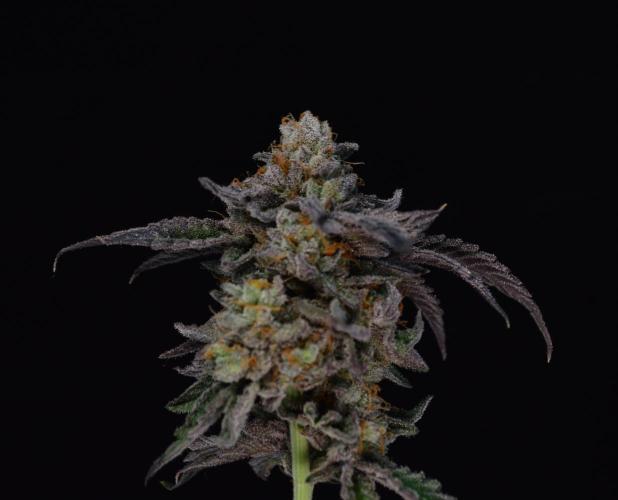 • Truffle • Rosa •. Week 17 - OceanRosa//last shots