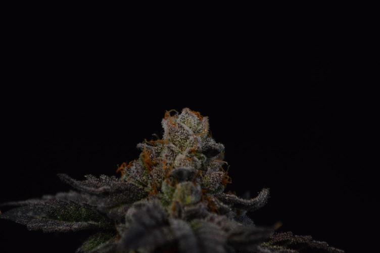 • Truffle • Rosa •. Week 17