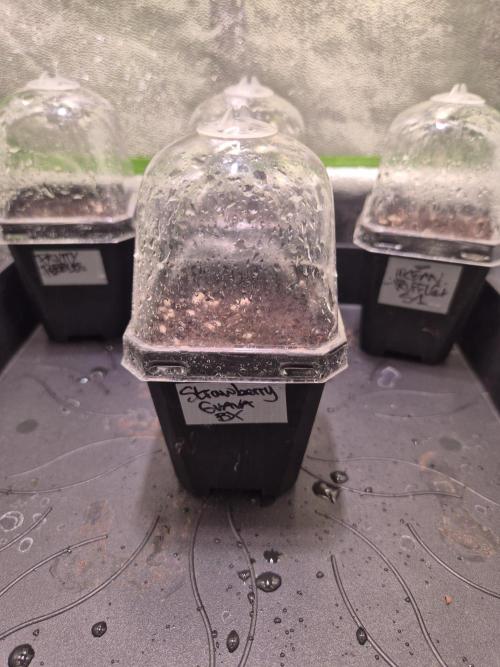 •Strawberry Guava BX•. Week 0