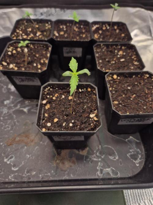 •Strawberry Guava BX•. Week 0