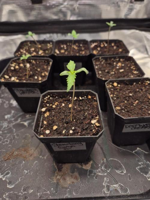 •Strawberry Guava BX•. Week 0