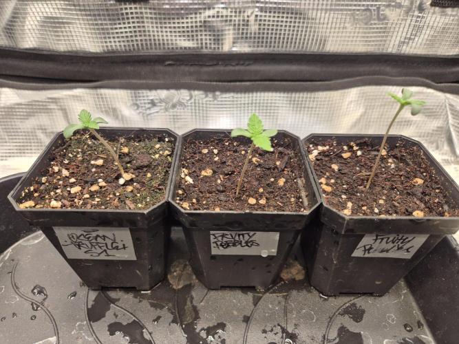 •Strawberry Guava BX•. Week 0 - Backups