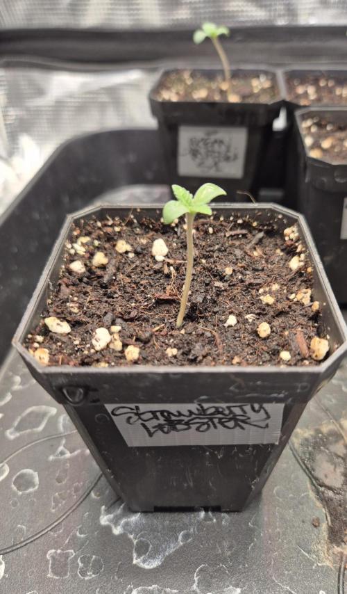 • Strawberry Lobster •. Week 0