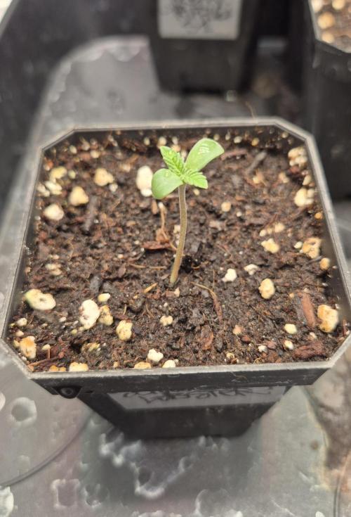 • Strawberry Lobster •. Week 0