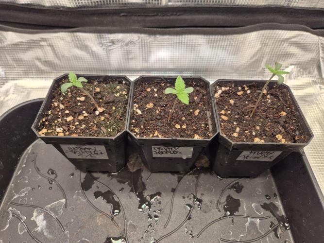 • Strawberry Lobster •. Week 0