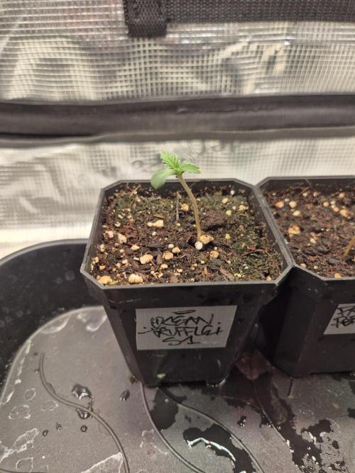 • Strawberry Lobster •. Week 0