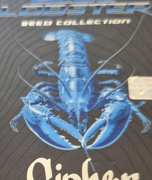 • Strawberry Lobster •. Week 0