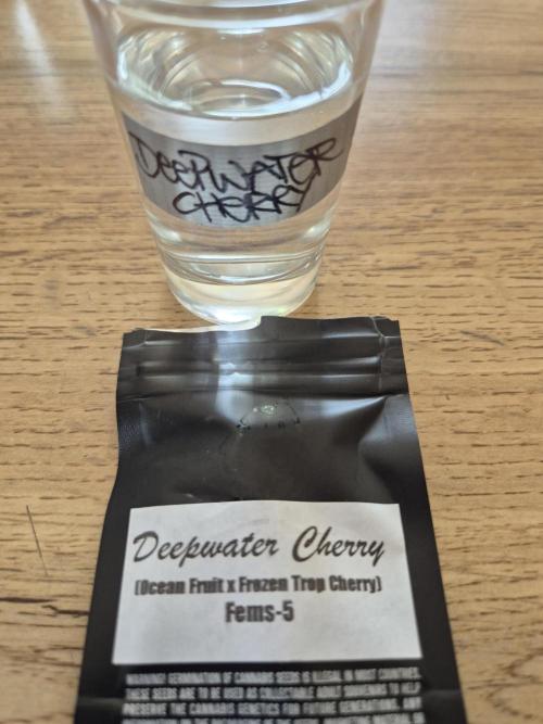 • Deepwater Cherry •. Week 0