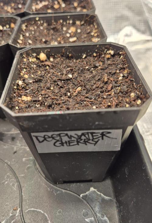 • Deepwater Cherry •. Week 0