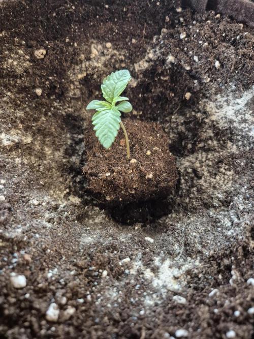 • Strawberry Lobster •. Week 1