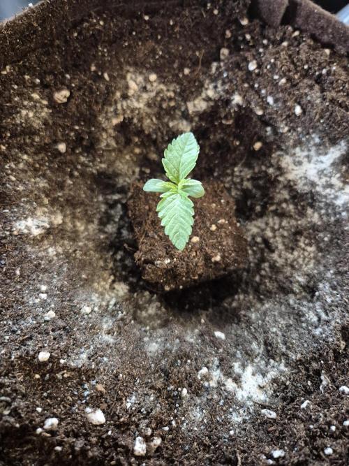 • Strawberry Lobster •. Week 1
