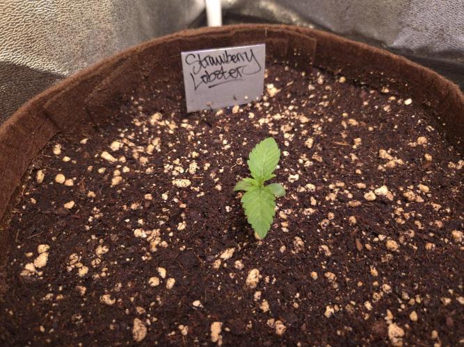 Strawberry Lobster . Week 1