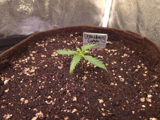 •Strawberry Guava BX•. Week 1 - D7