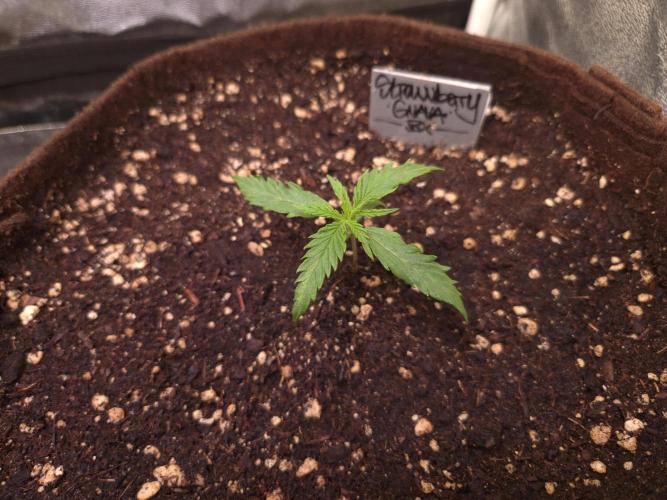 Strawberry Guava BX. Week 1