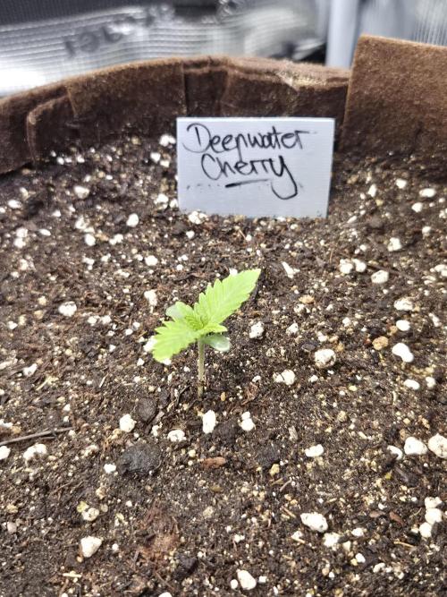 • Deepwater Cherry •. Week 1 - D7