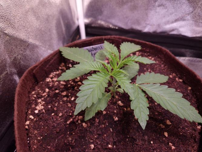 • Strawberry Lobster •. Week 2