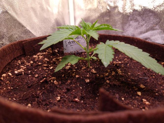 • Strawberry Lobster •. Week 2