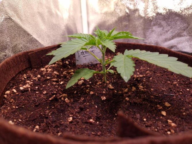 • Strawberry Lobster •. Week 2