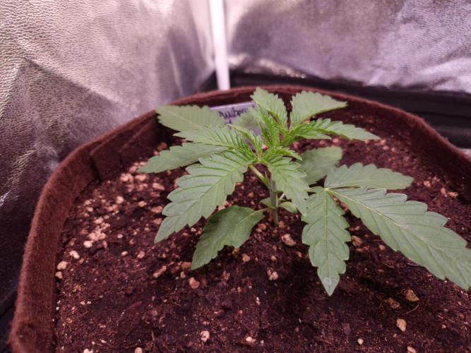 • Strawberry Lobster •. Week 2