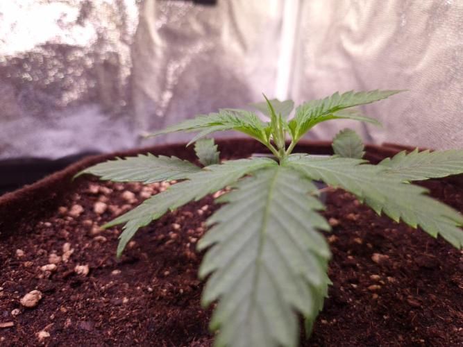 • Strawberry Lobster •. Week 2