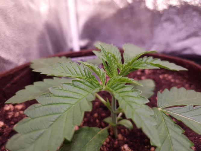 Strawberry Lobster . Week 2