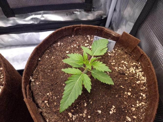 • Deepwater Cherry •. Week 2 - D14