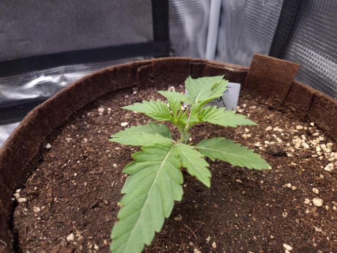 • Deepwater Cherry •. Week 2
