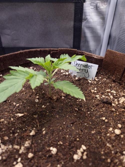 • Deepwater Cherry •. Week 2