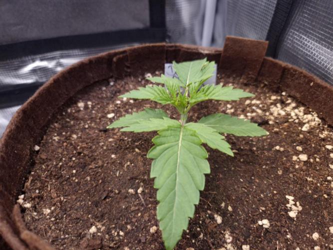 • Deepwater Cherry •. Week 2