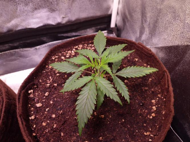 •Strawberry Guava BX•. Week 2 - D14 