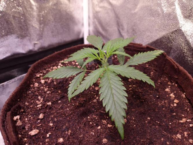 •Strawberry Guava BX•. Week 2