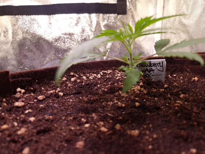•Strawberry Guava BX•. Week 2