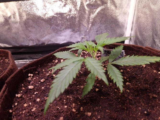 •Strawberry Guava BX•. Week 2