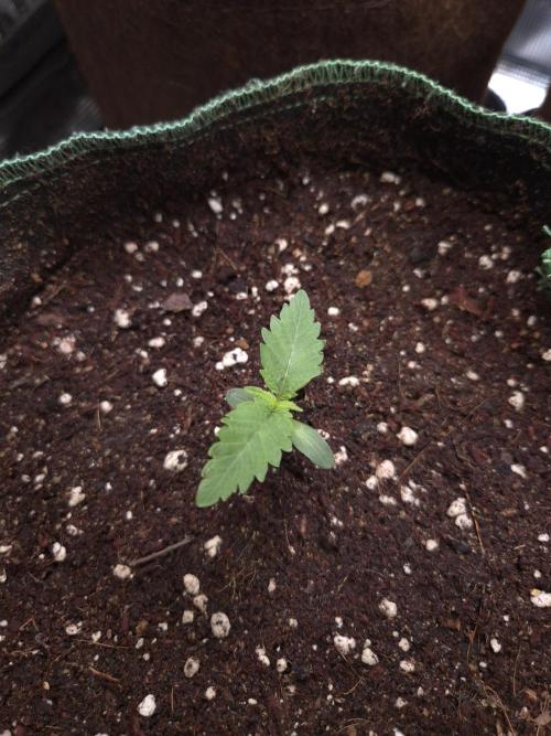 • Deepwater Cherry •. Week 2 - DC#2