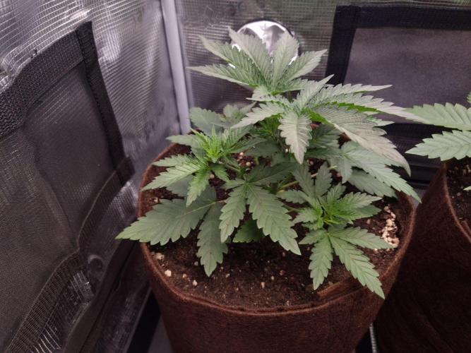 • Fruity Pebbles •. Week 3