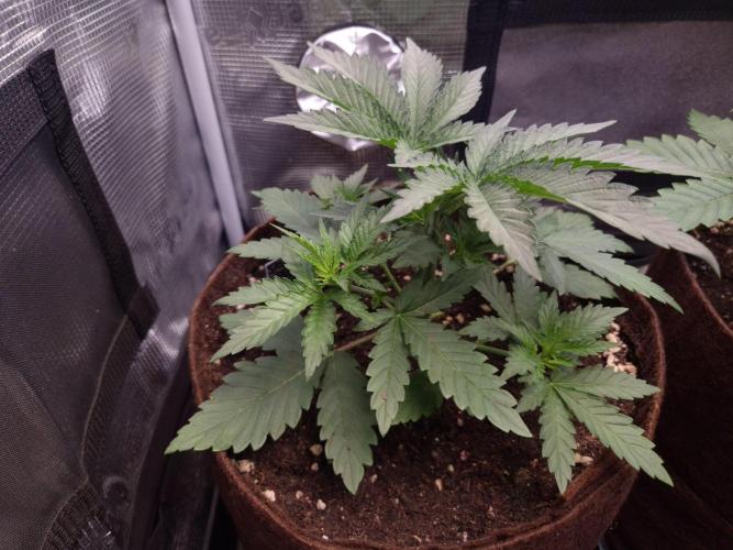 • Fruity Pebbles •. Week 3